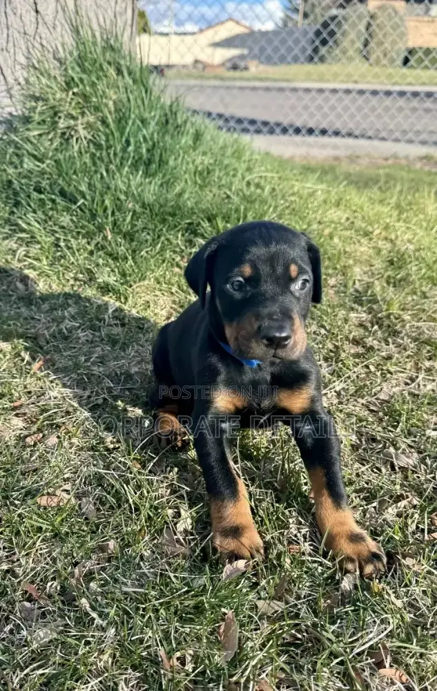 1-3 months Male Purebred Doberman Pinscher