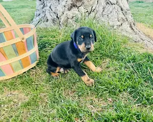 1-3 months Male Purebred Doberman Pinscher