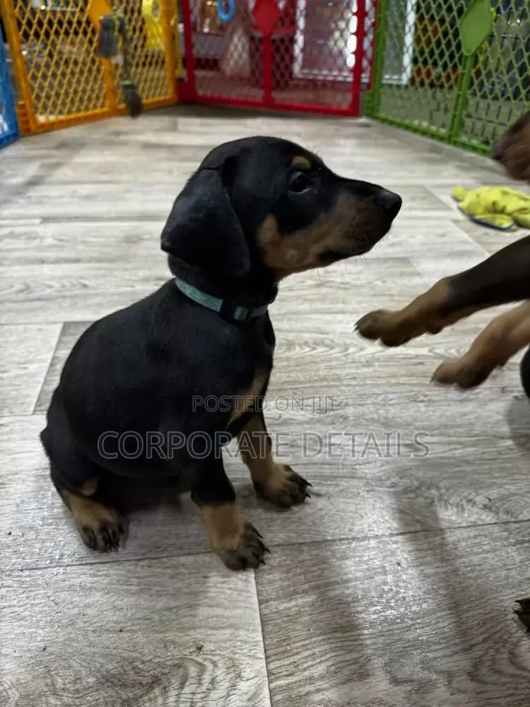 1-3 months Male Purebred Doberman Pinscher