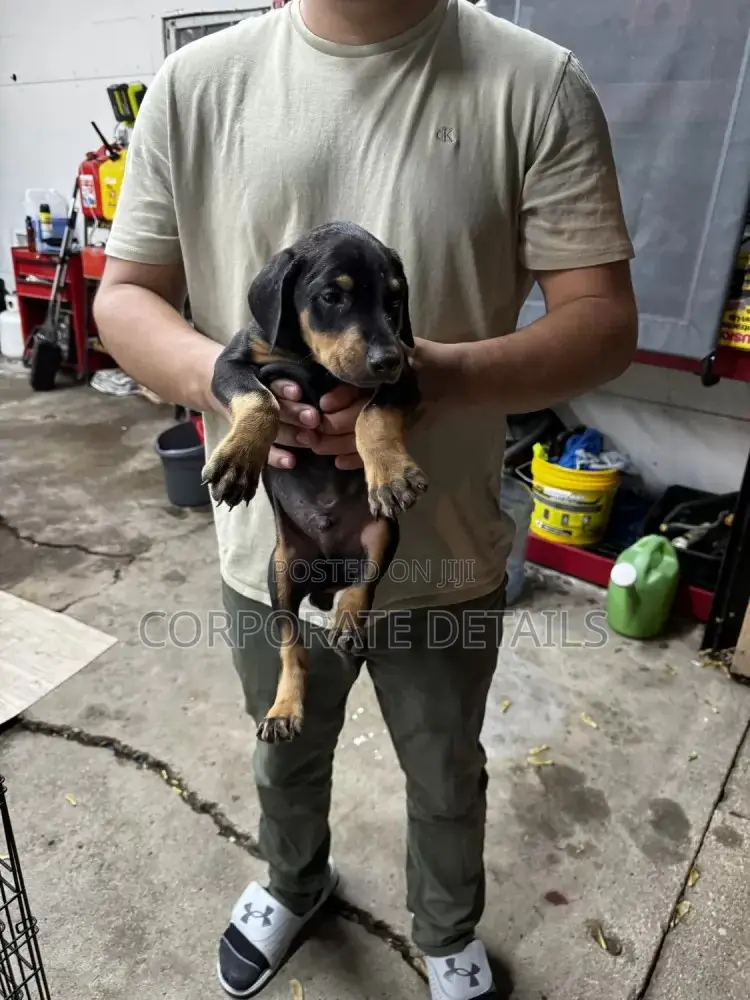1-3 months Male Purebred Doberman Pinscher