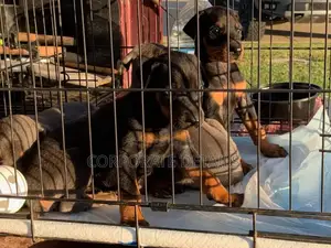 1-3 months Male Purebred Doberman Pinscher