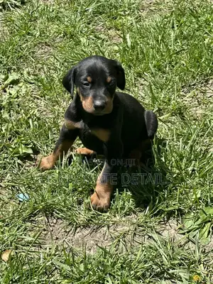 1-3 months Male Purebred Doberman Pinscher