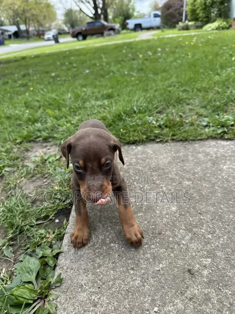1-3 months Male Purebred Doberman Pinscher