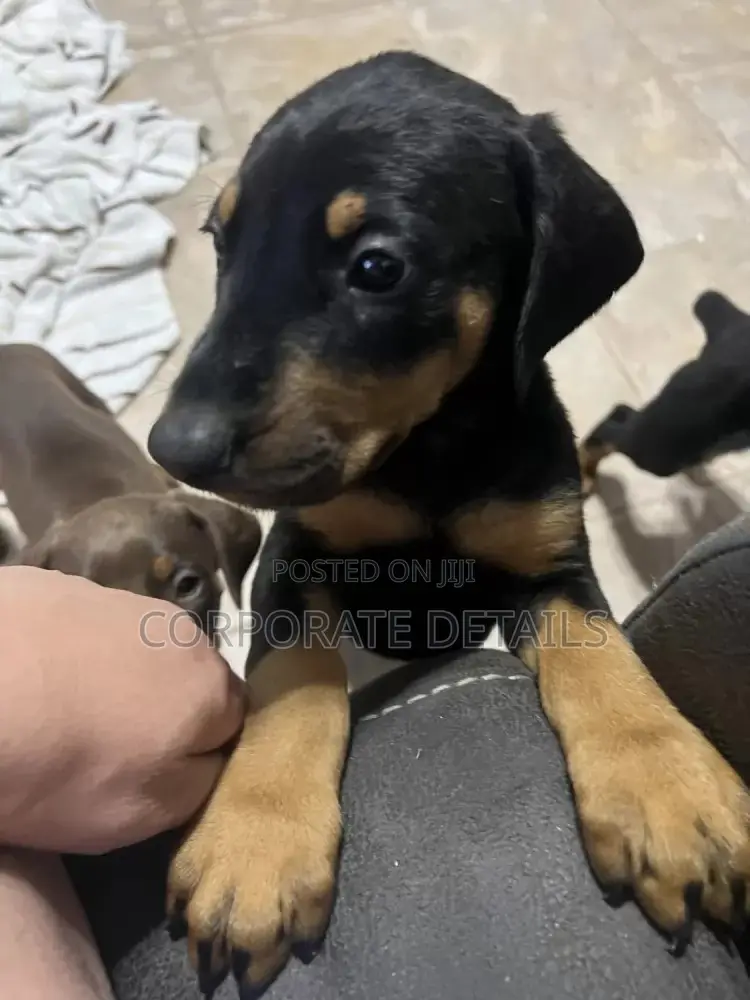 1-3 months Male Purebred Doberman Pinscher