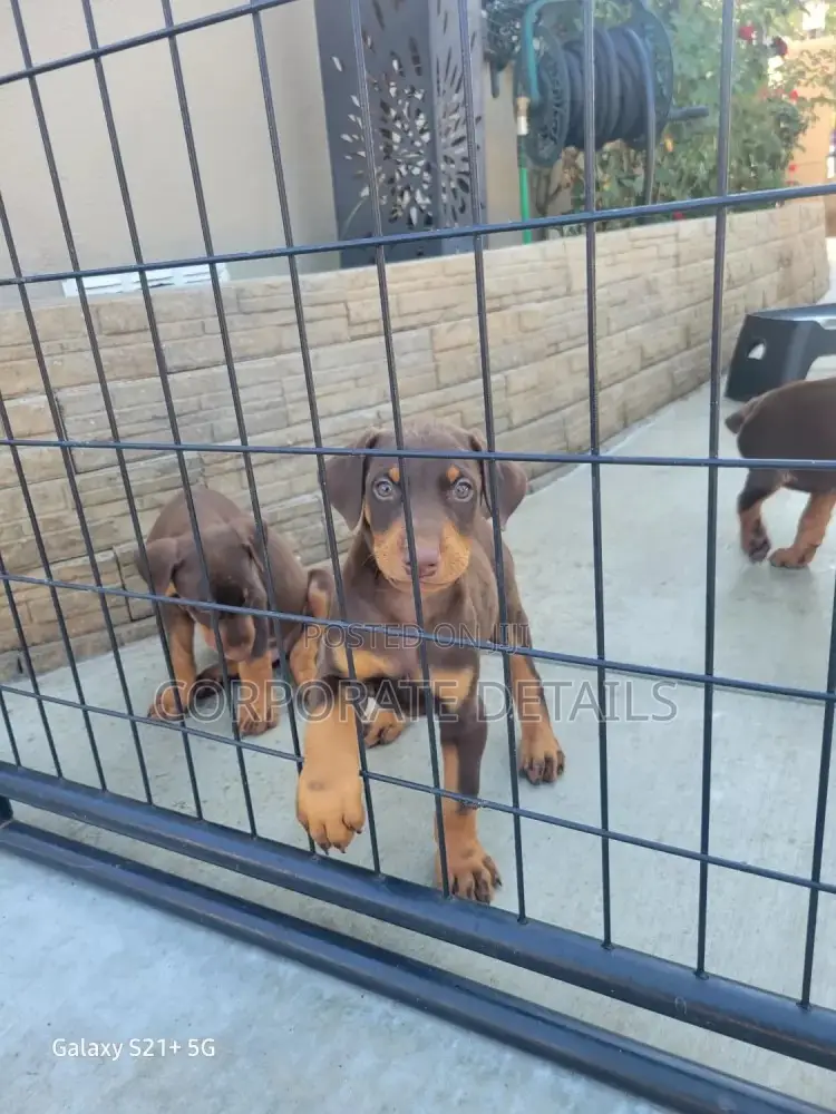 1-3 months Male Purebred Doberman Pinscher