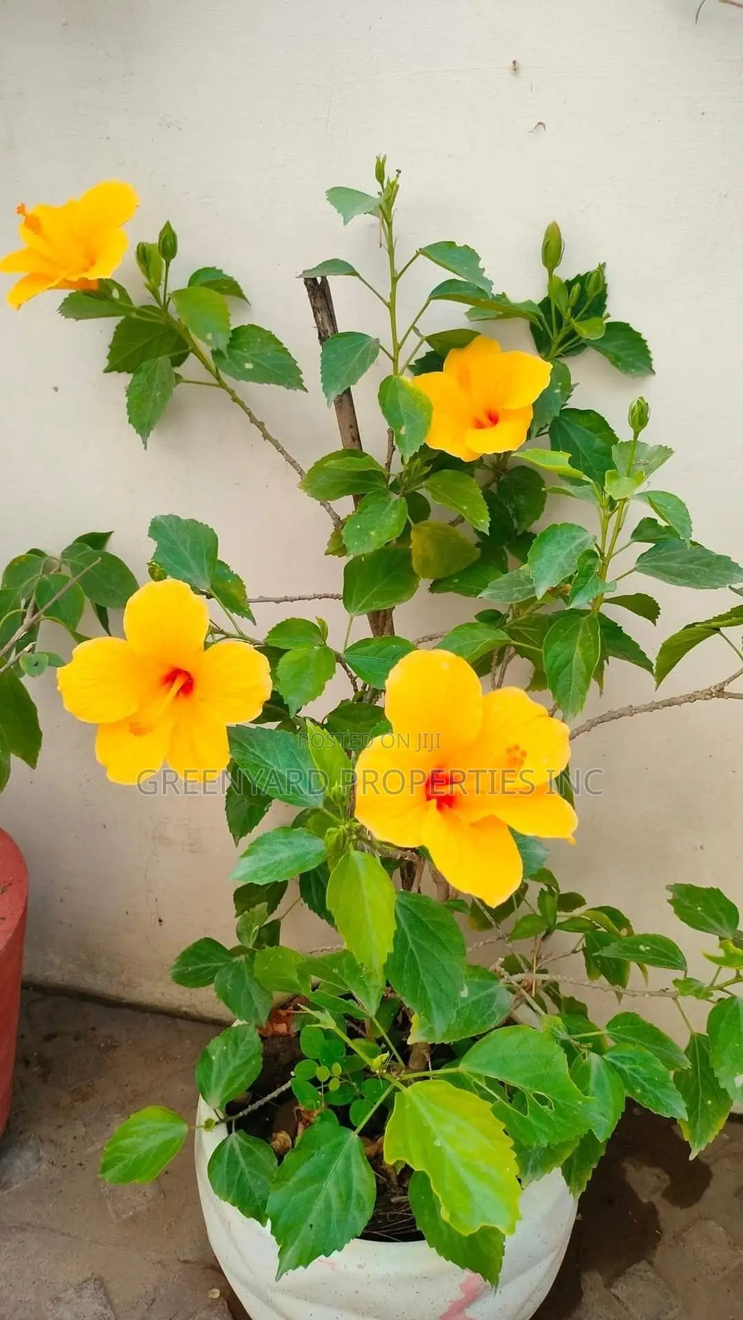 3bdrm House in East, Cantonments for rent