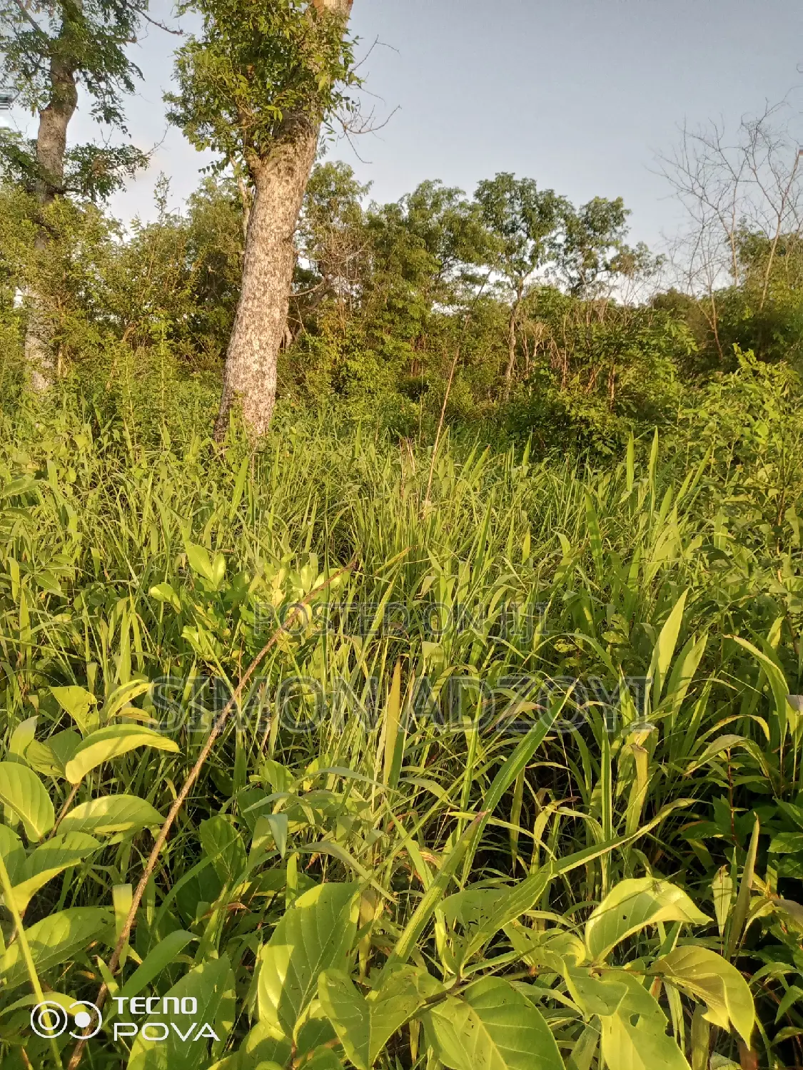 100,000 Acres of Farm Land for Sale or Lease