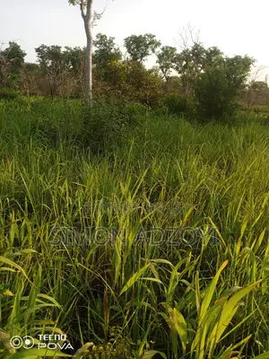 100,000 Acres of Farm Land for Sale or Lease