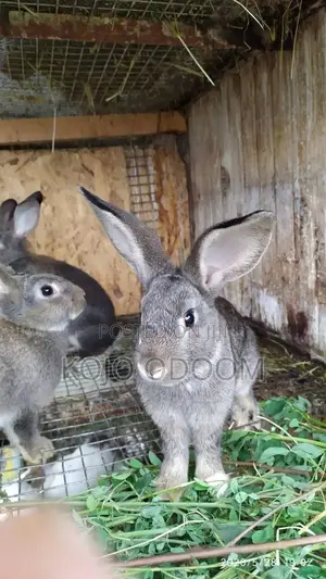 Rabbits in Ghana for sale Prices on Jiji.com.gh