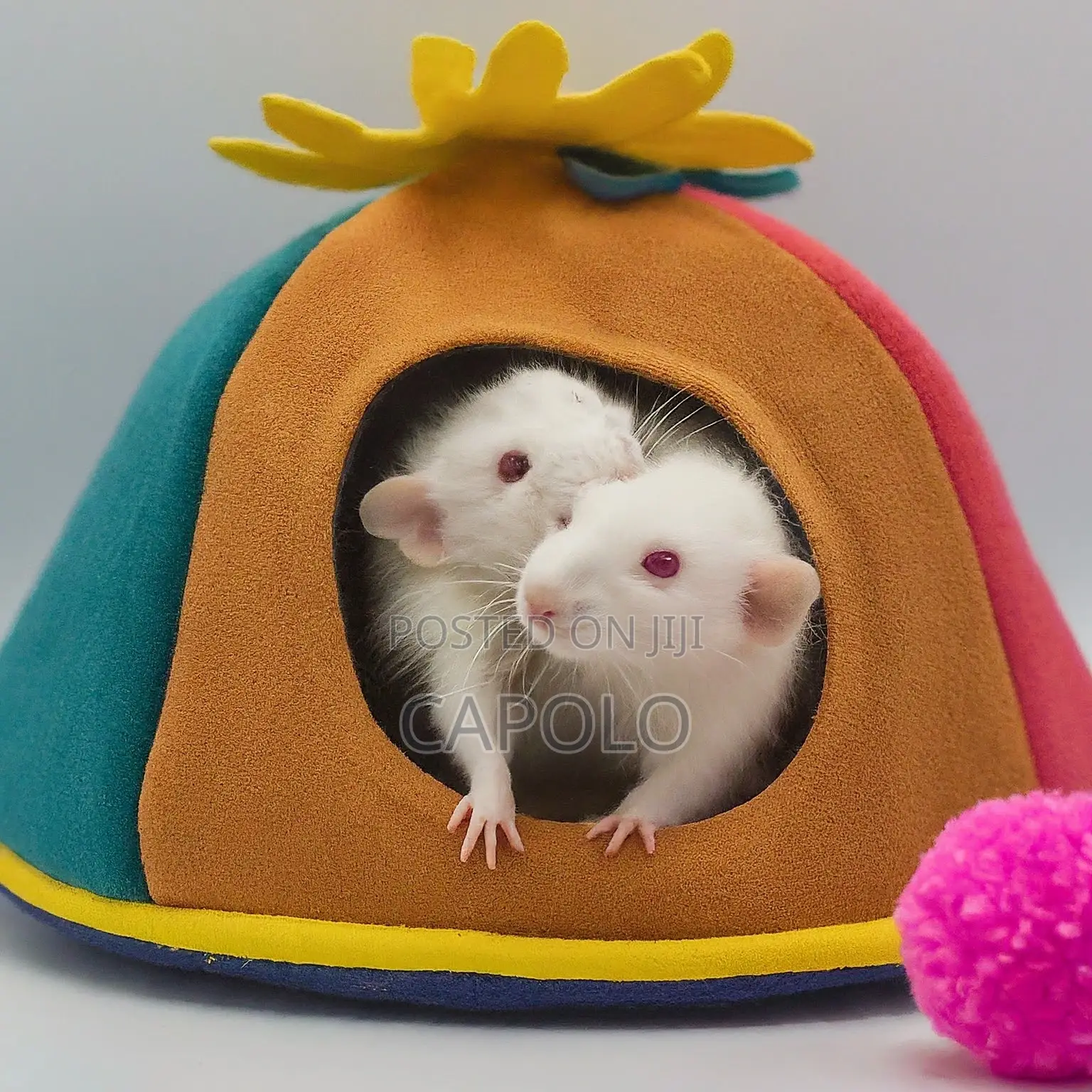 (75% Discount) Pet Rat: Adopt Your Perfect Pet Rat Today