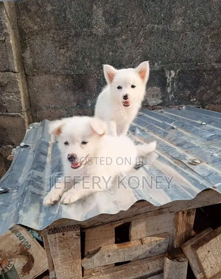 1-3 months Female Purebred American Eskimo