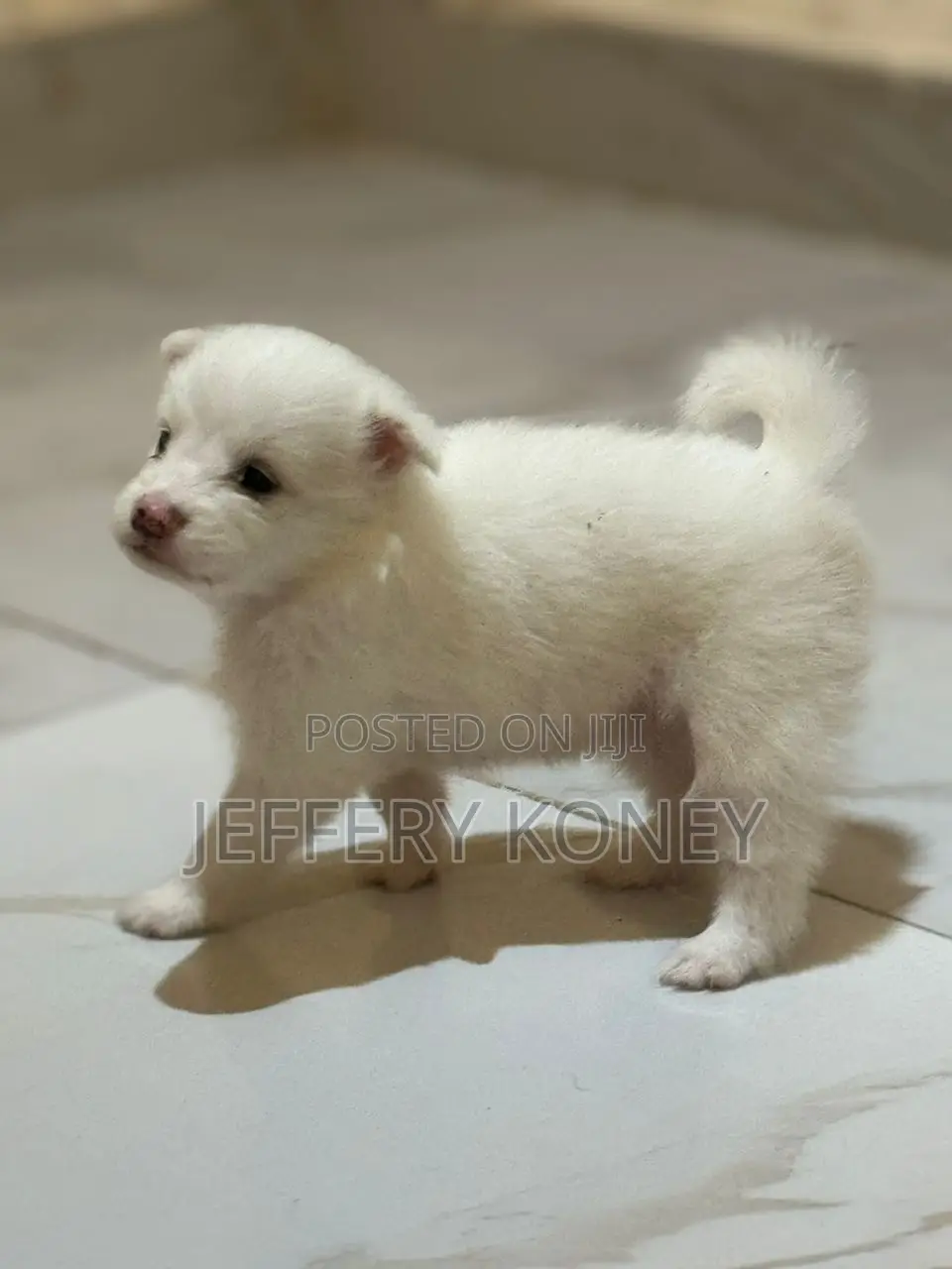 1-3 months Female Purebred American Eskimo