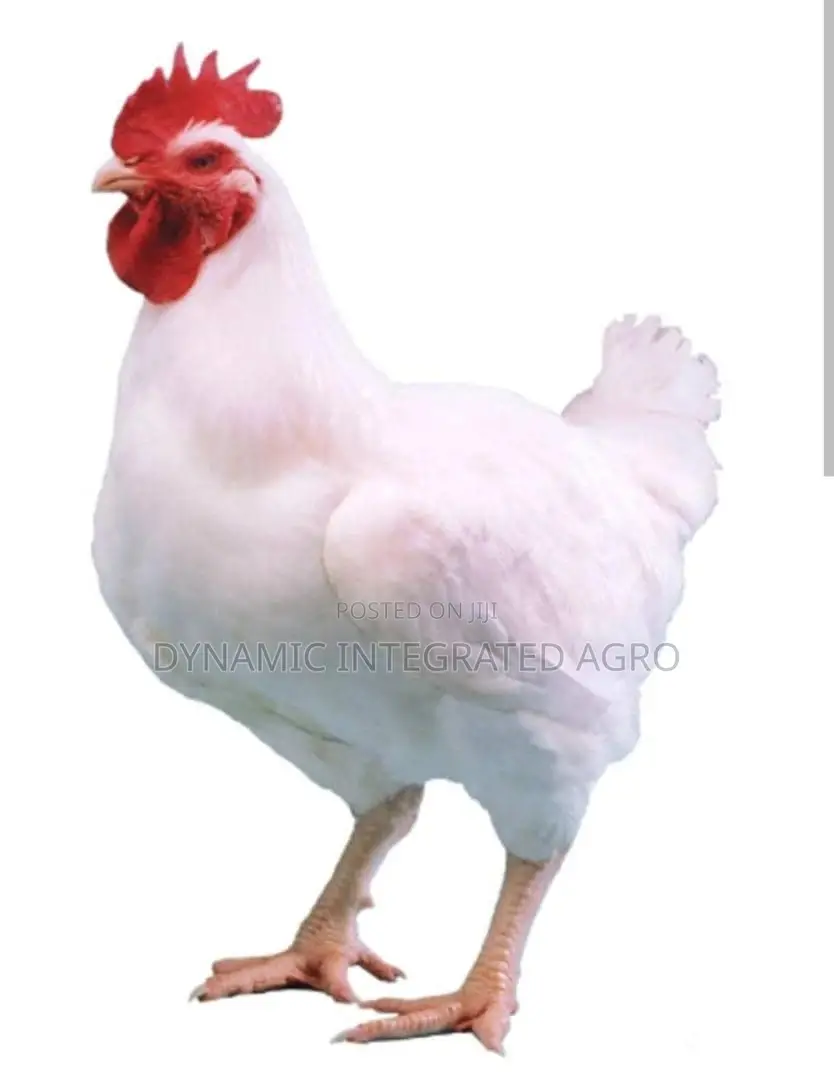 Broiler Ross308 Doc