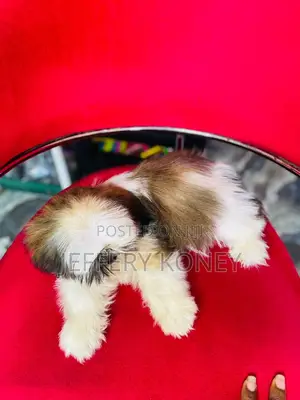 1-3 months Female Purebred Shih Tzu