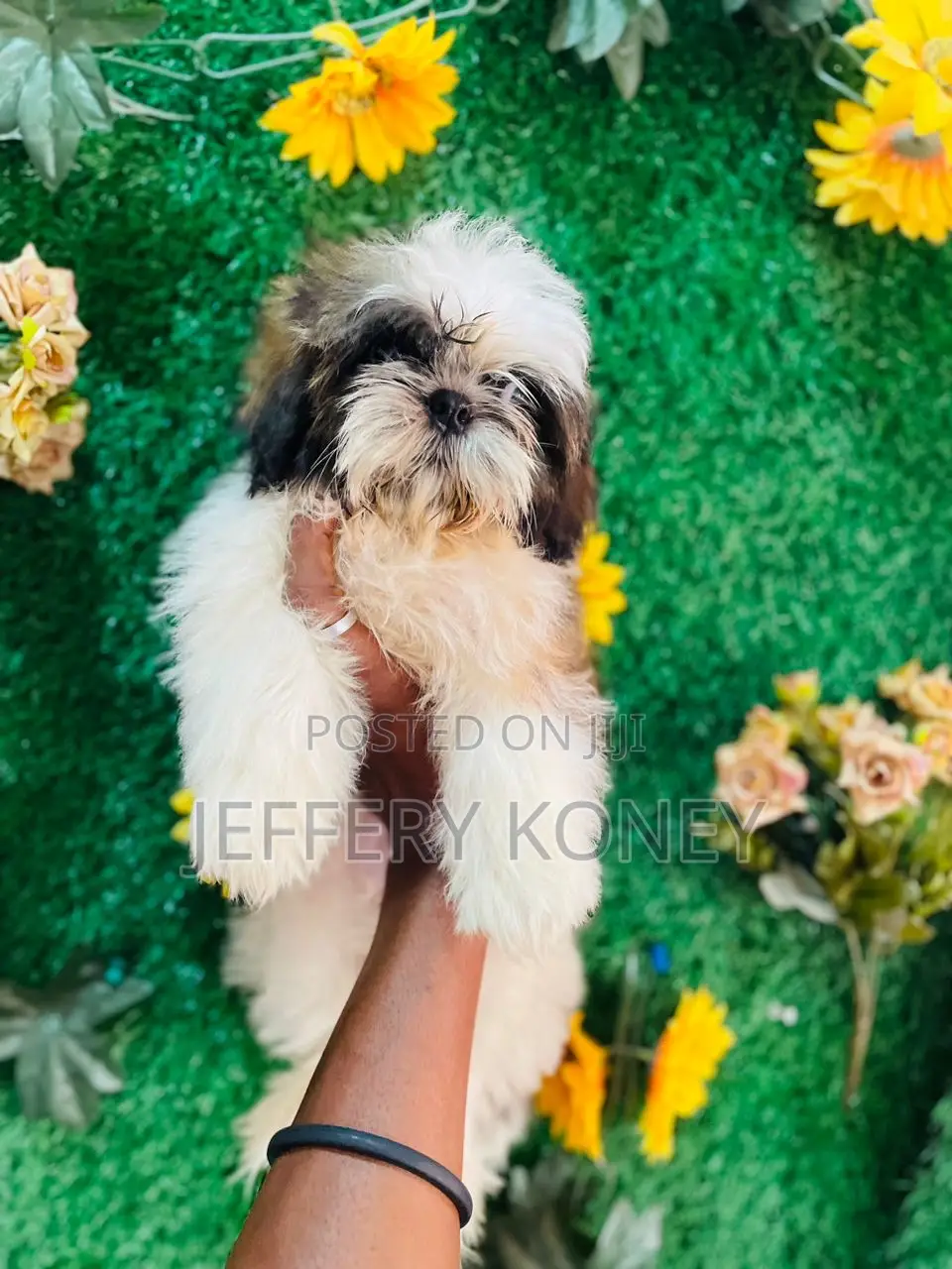 1-3 months Female Purebred Shih Tzu