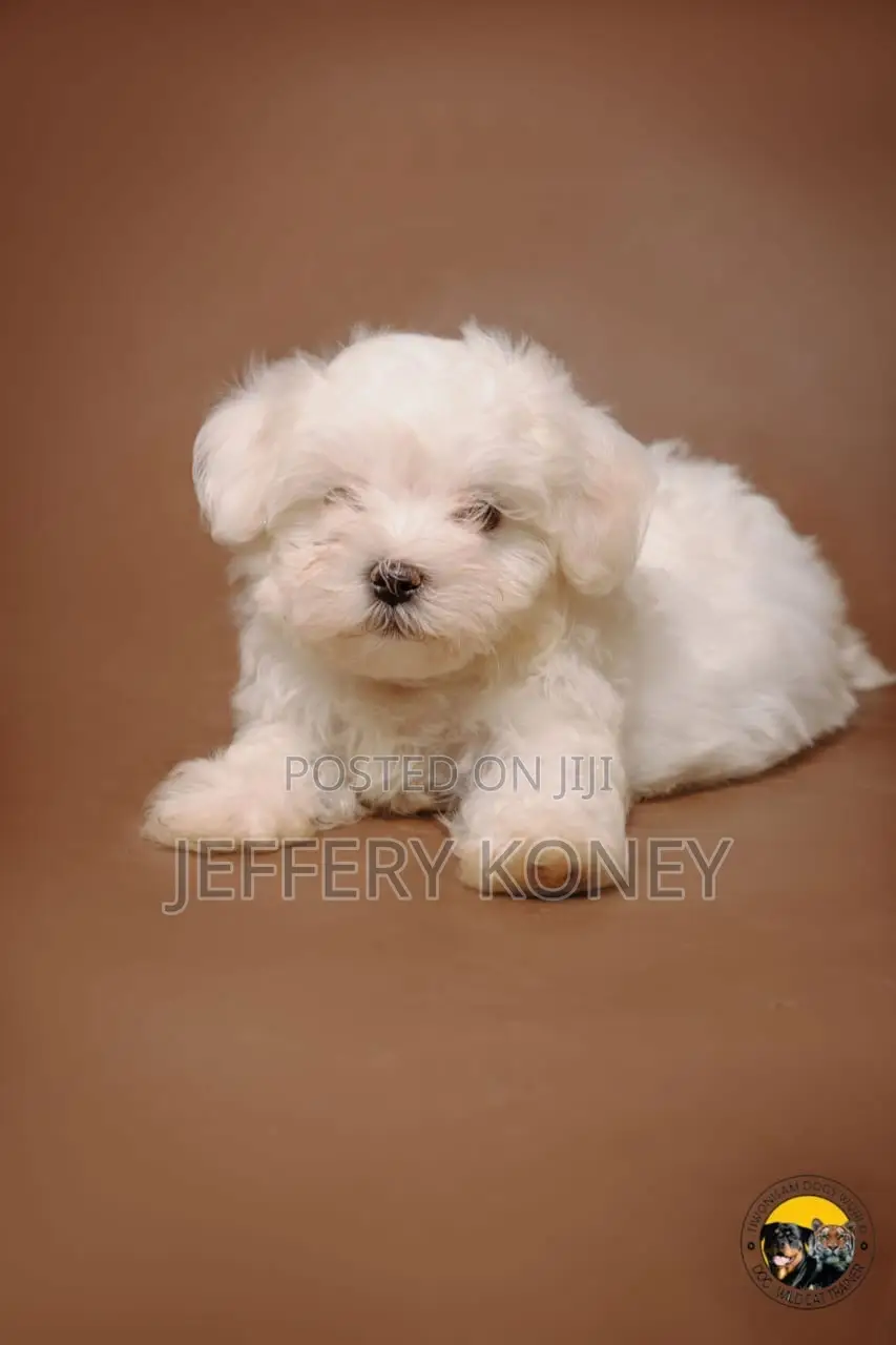 1-3 months Female Purebred Maltese