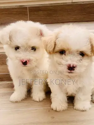 1-3 months Female Purebred Maltese
