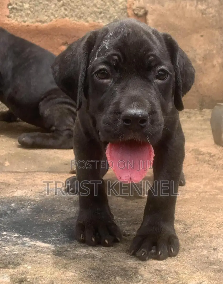 1-3 months Male Purebred Boerboel
