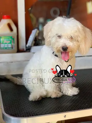 1-3 months Male Purebred Poodle