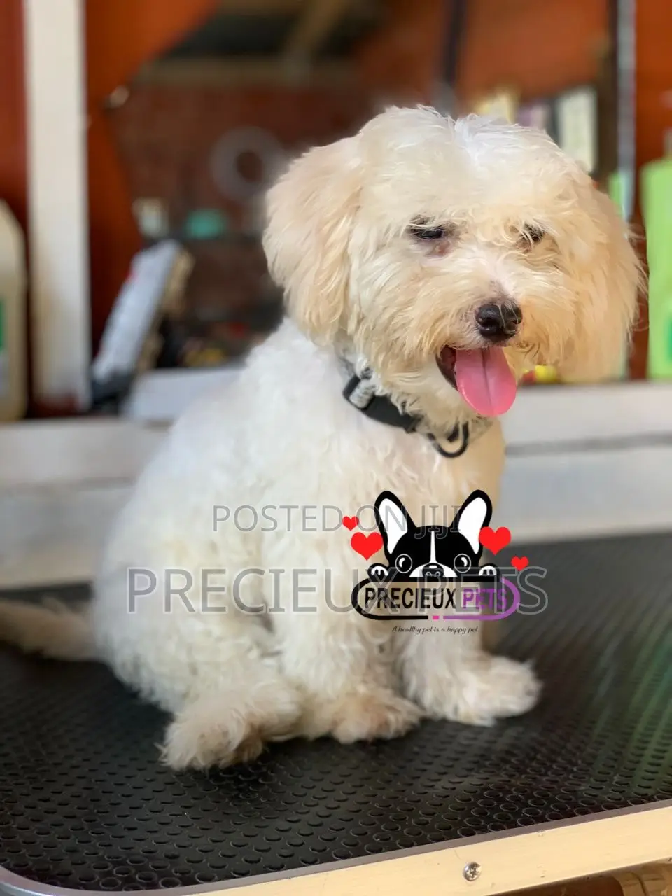1-3 months Male Purebred Poodle