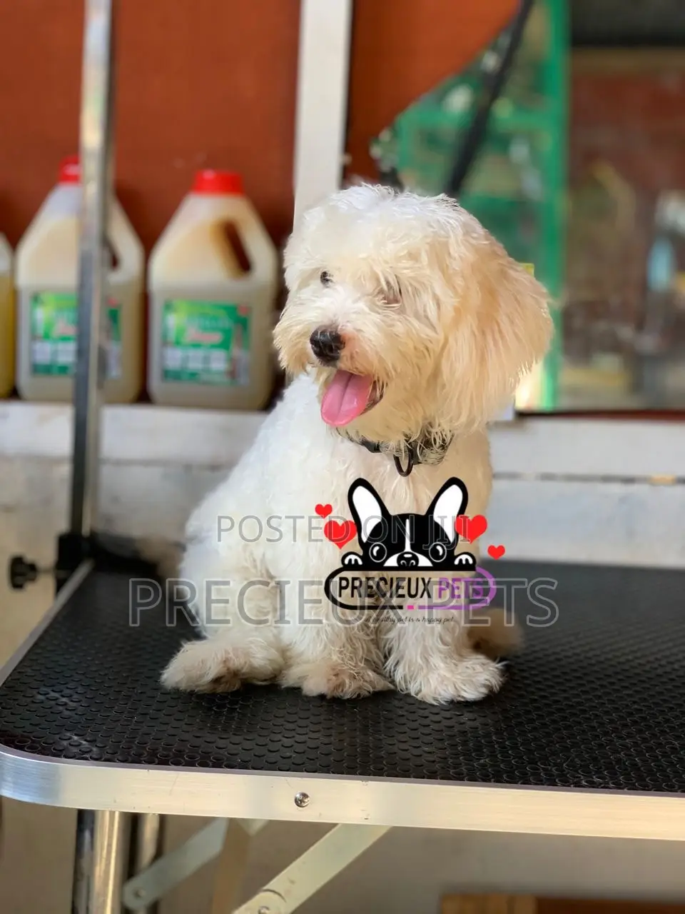 1-3 months Male Purebred Poodle