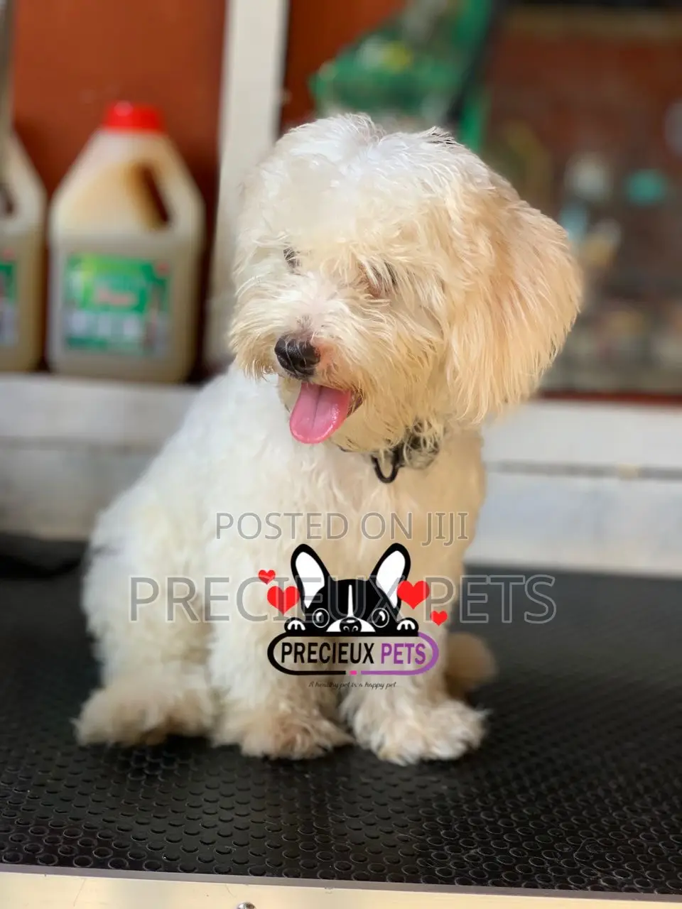1-3 months Male Purebred Poodle