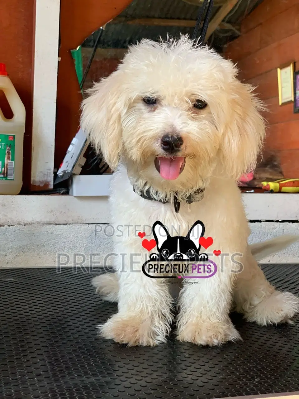 1-3 months Male Purebred Poodle