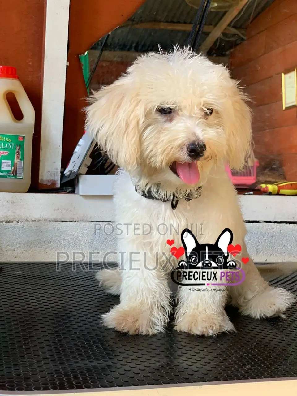 1-3 months Male Purebred Poodle