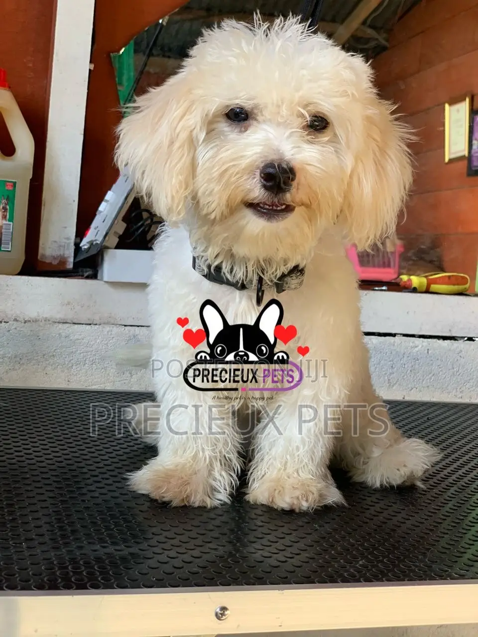 1-3 months Male Purebred Poodle