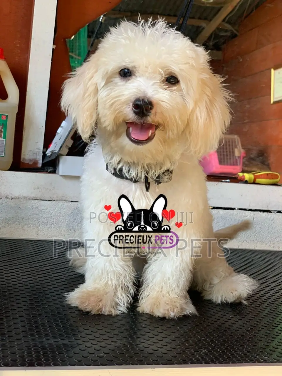 1-3 months Male Purebred Poodle