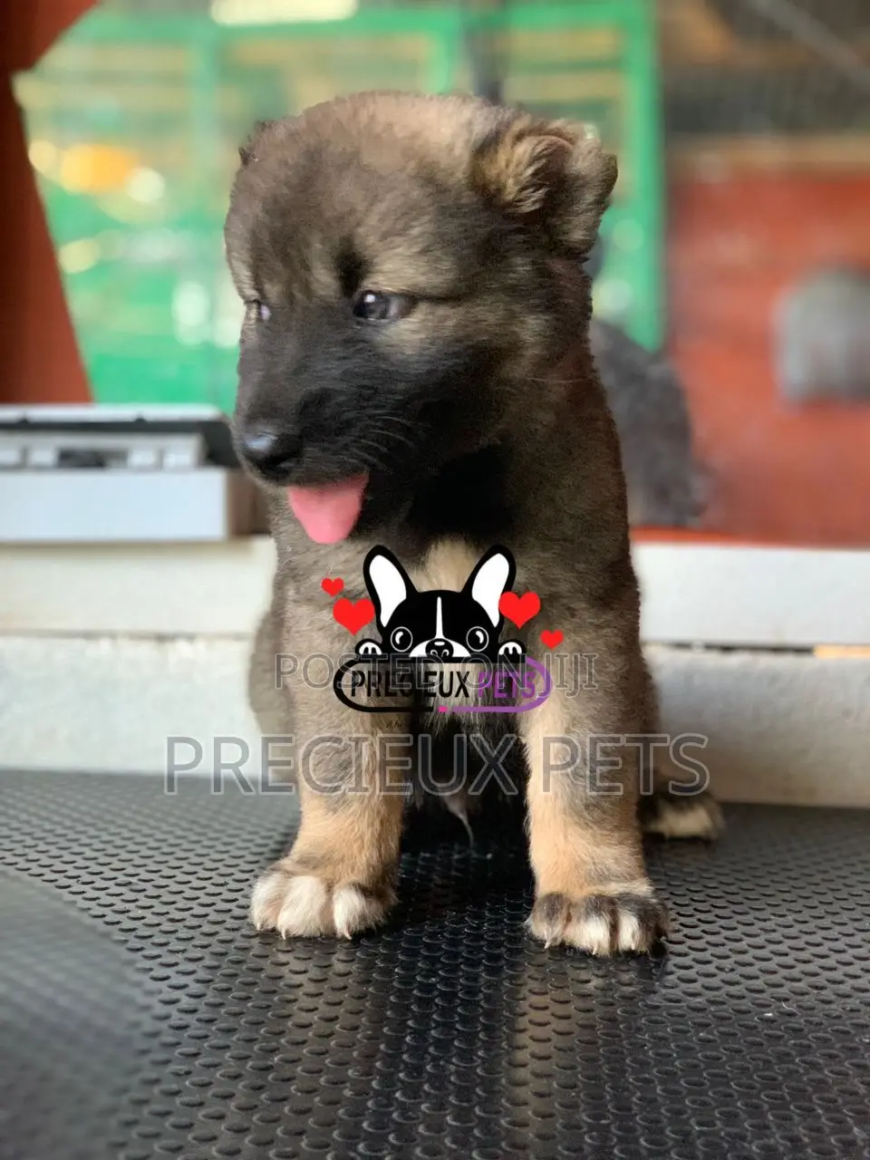 1-3 months Male Purebred Caucasian Shepherd