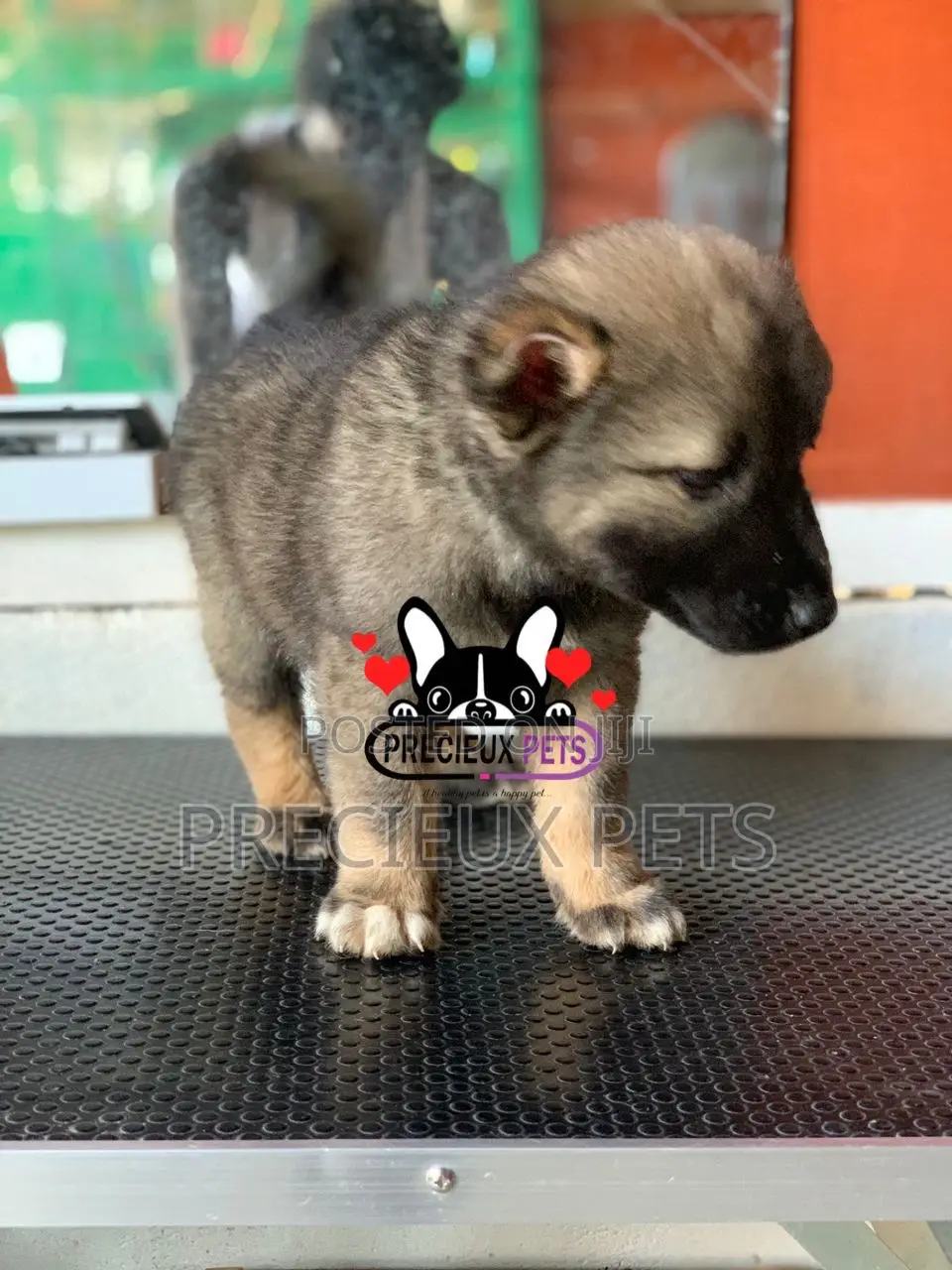 1-3 months Male Purebred Caucasian Shepherd