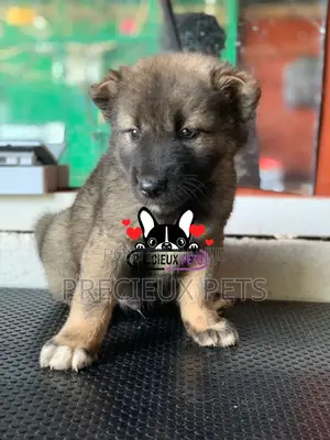1-3 months Male Purebred Caucasian Shepherd