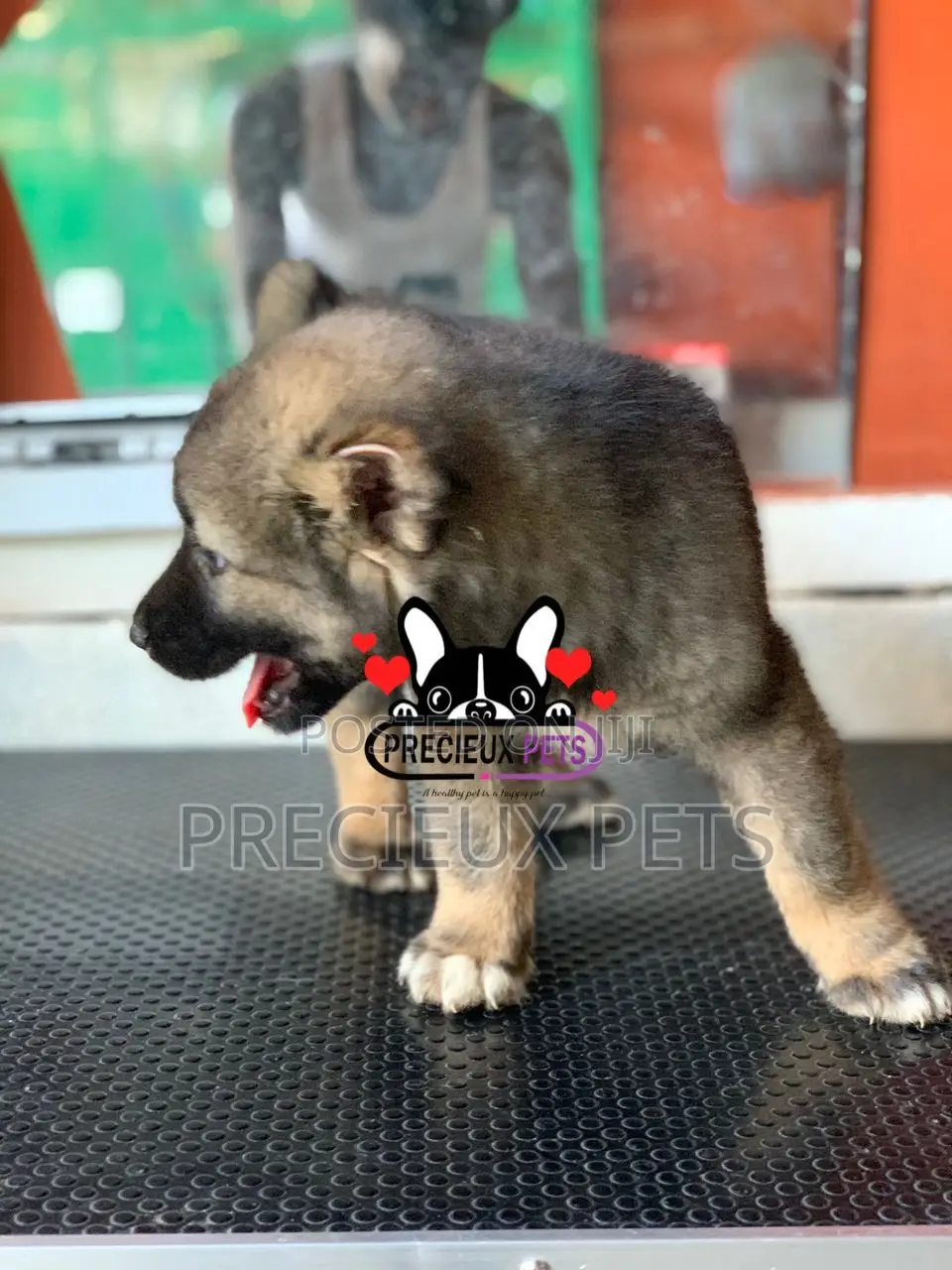 1-3 months Male Purebred Caucasian Shepherd