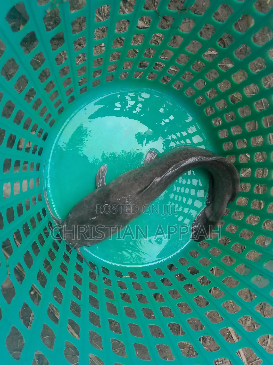 Fresh and Frozen Catfish for Sale