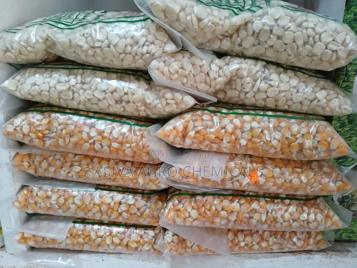 Certified Planting Maize Seeds (Obatanpa, Honampa)
