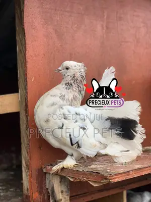 Indian Fantail Fancy Pigeons
