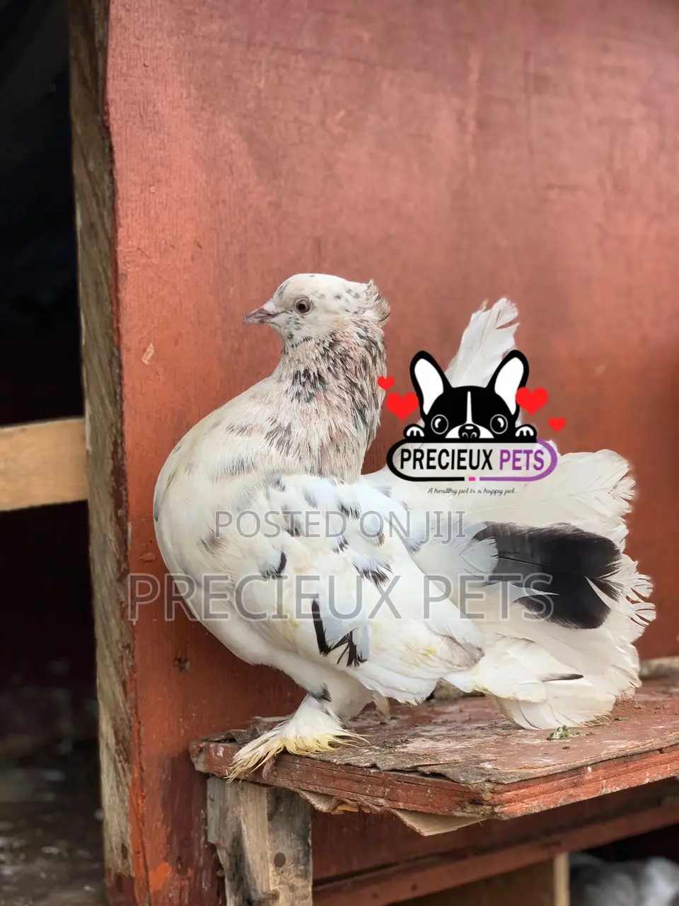 Indian Fantail Fancy Pigeons