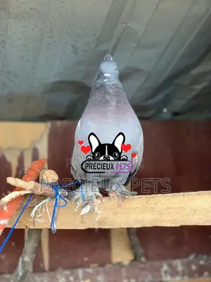 Indian Fantail Fancy Pigeons