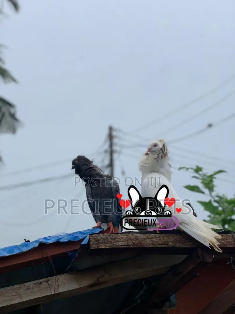 1 Pair of Mixed Colored Jacobin Pigeons