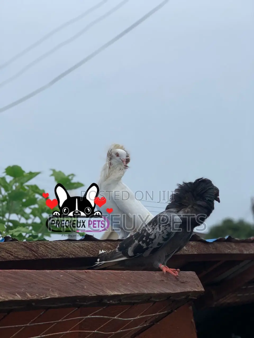 1 Pair of Mixed Colored Jacobin Pigeons