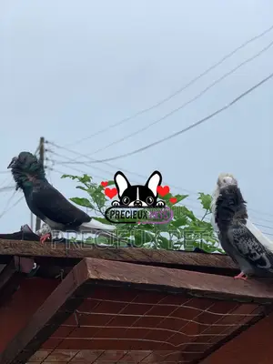 1 Pair of Mixed Colored Jacobin Pigeons