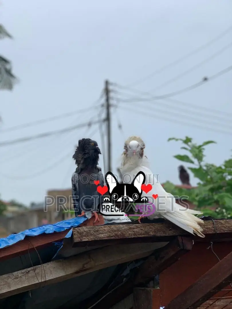 1 Pair of Mixed Colored Jacobin Pigeons