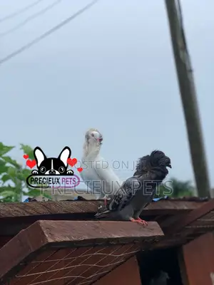 1 Pair of Mixed Colored Jacobin Pigeons