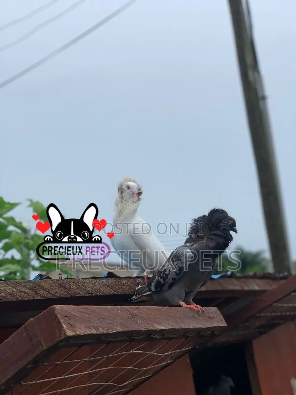 1 Pair of Mixed Colored Jacobin Pigeons