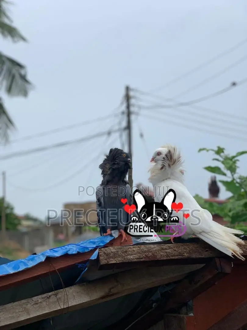 1 Pair of Mixed Colored Jacobin Pigeons