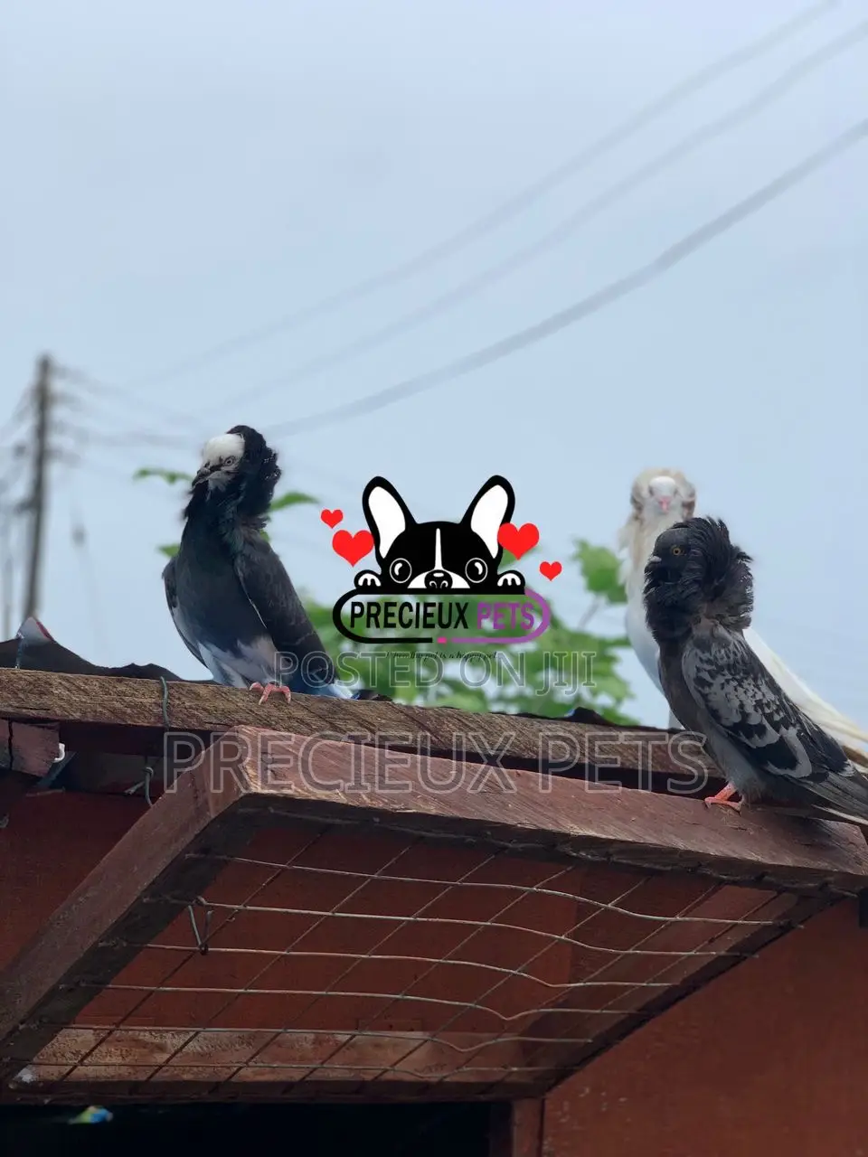 1 Pair of Mixed Colored Jacobin Pigeons