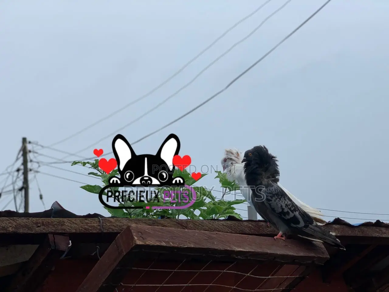 1 Pair of Mixed Colored Jacobin Pigeons