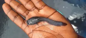 Fresh Water Catfish Juvenile