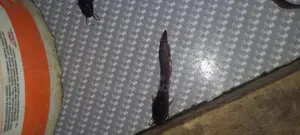 Fresh Water Catfish Juvenile